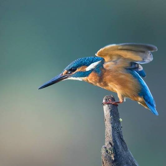 Birdwatching-Monte-Barrao