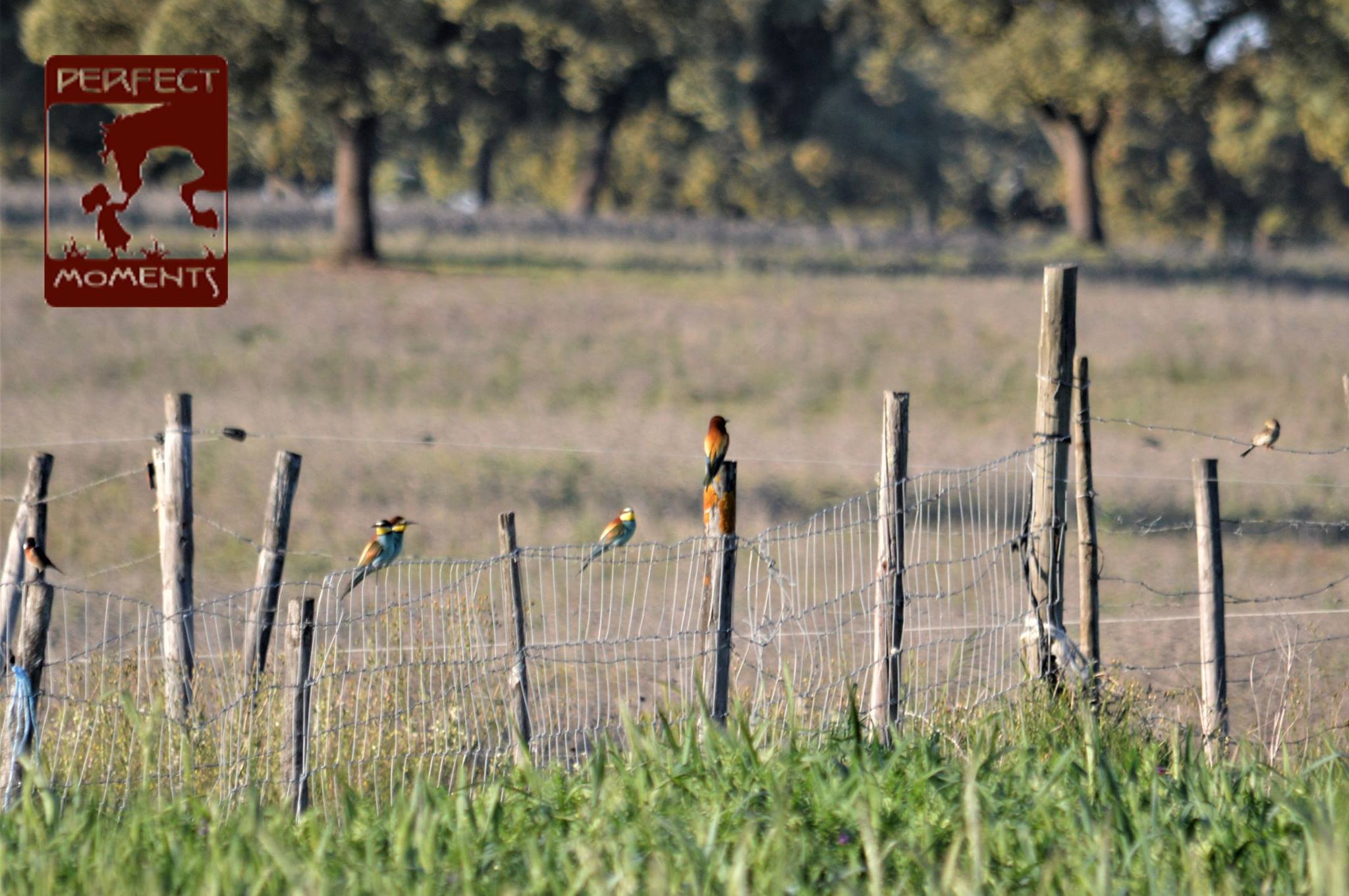 Birdwatching3